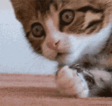 oh my.gif