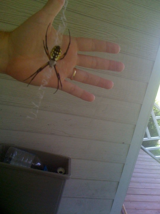 Our writing spider moved last night after eating a.jpg