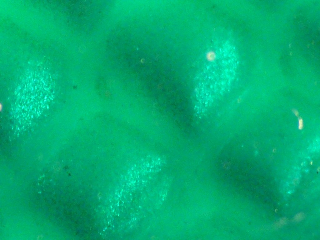 P1000338.JPG