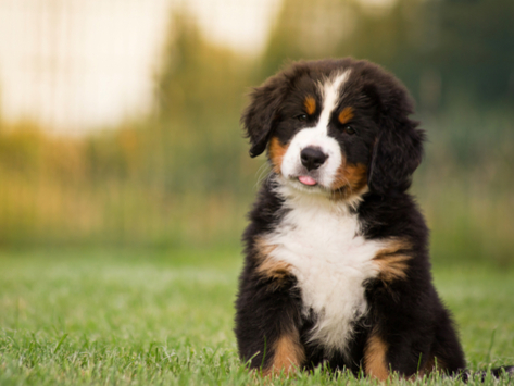 petmd-shaking-puppy.jpg