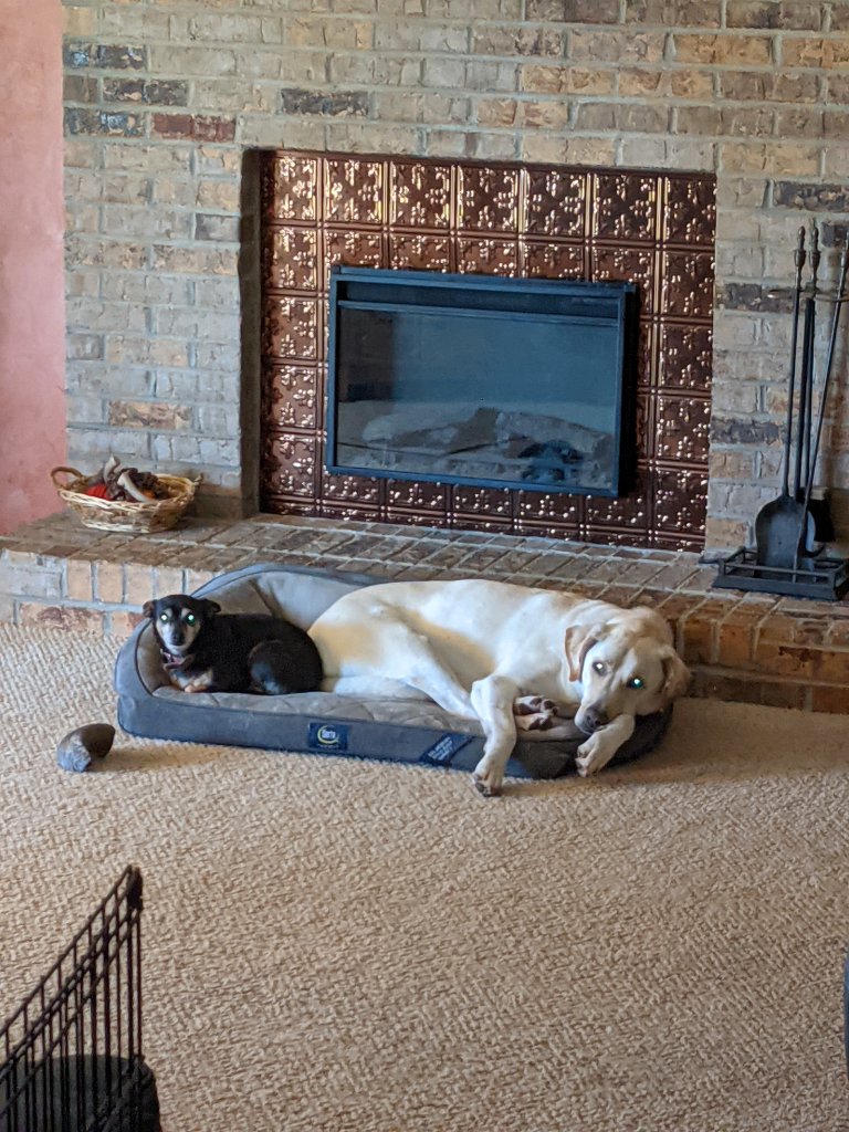 pets.jpg