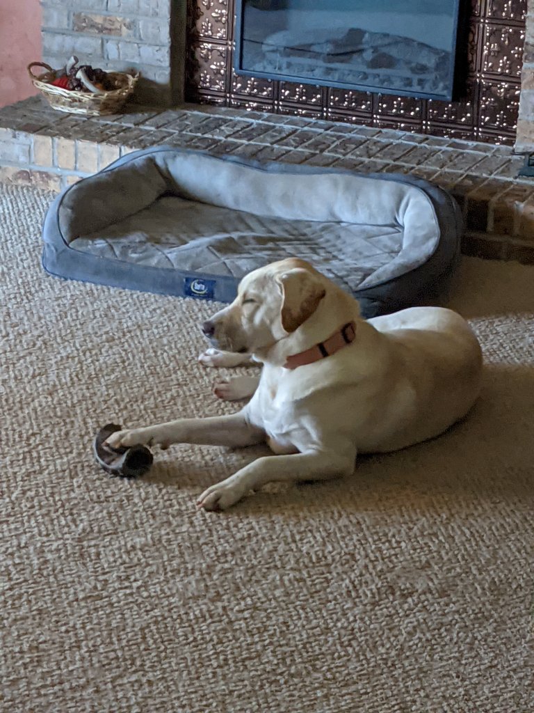 pets3.jpg