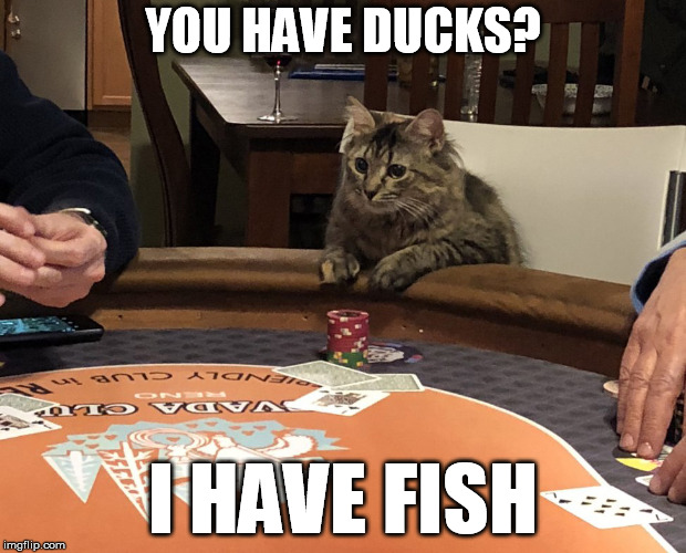 poker-cat-meme2.jpg