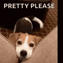 pretty-please-prettyy-pleasee.gif