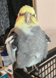 problem-bird-cage.gif