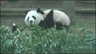 ptg.gif