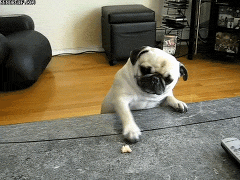 Pug-Dog-Trying-To-Taking-Food-Funny-Gif-Image.gif