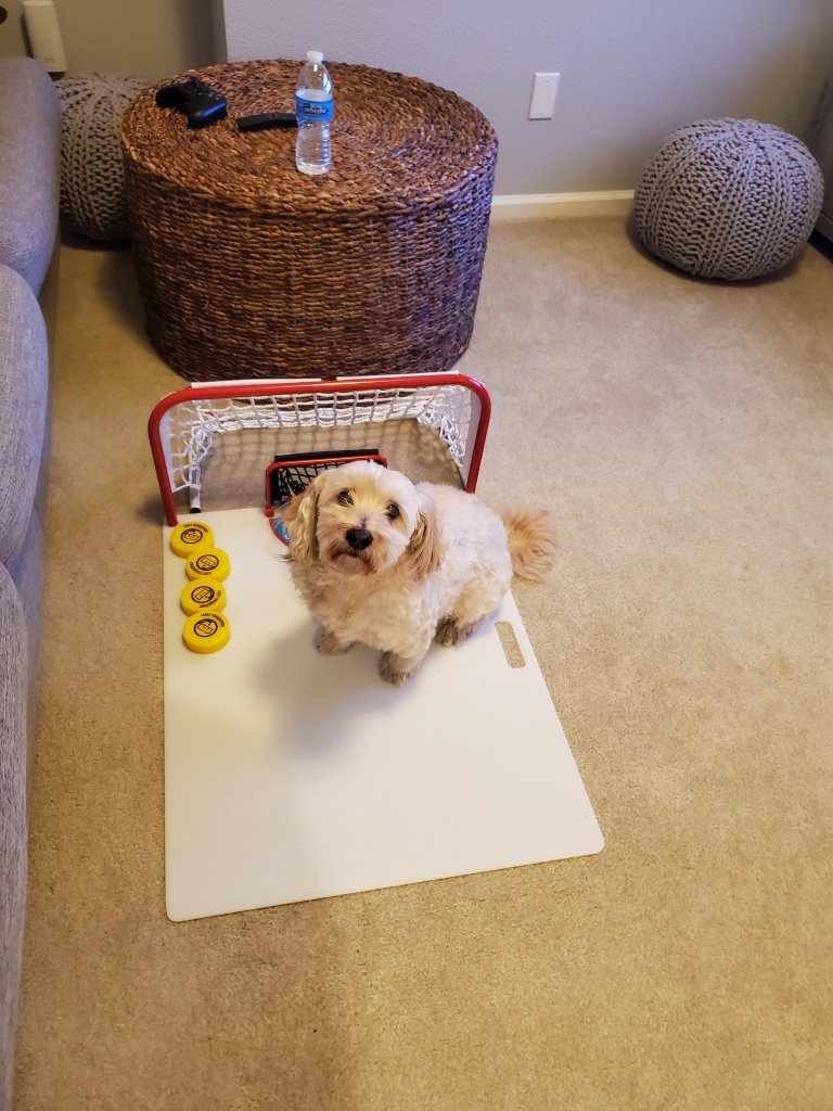 pupgoal.jpg