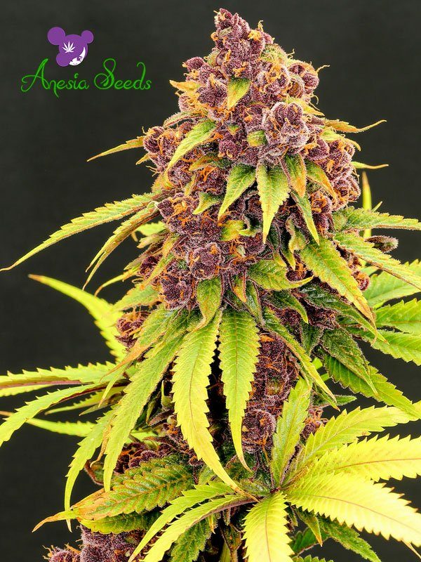 Purps-OG-Anesia-600x800.jpg