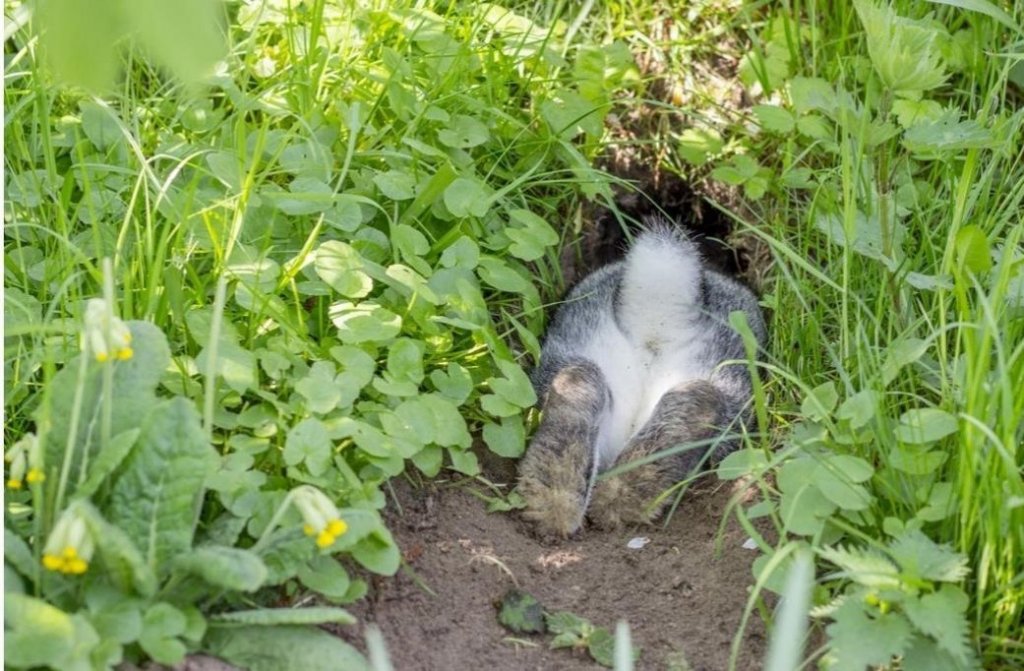 rabbit-hole.jpg