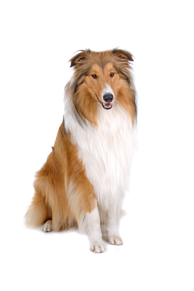 roughcollie_52955317.jpg