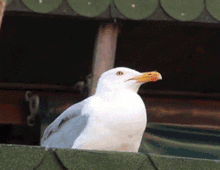 screaming-seagull.gif