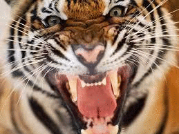shaky tiger.gif