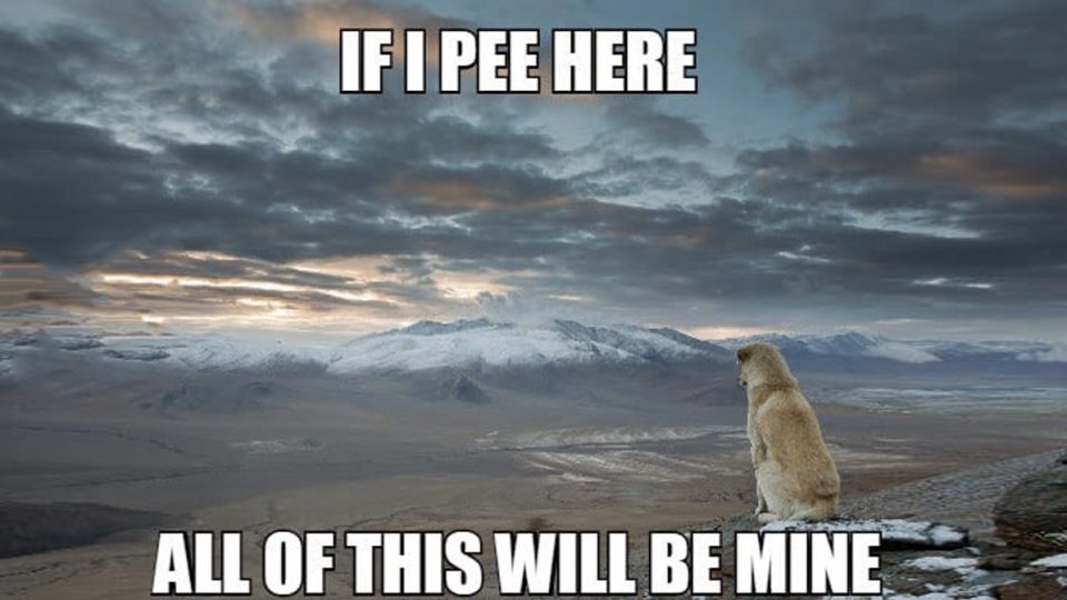 shower-thoughts-deep-dog-thoughts-HERO-960x540.jpg