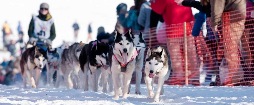 siberians[1].jpg