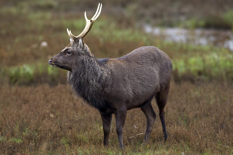 Sika-Stag-Credit-Brian-Phipps.jpg