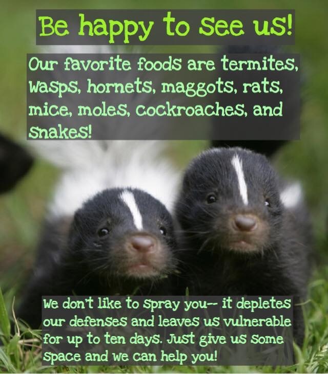 skunk.jpg