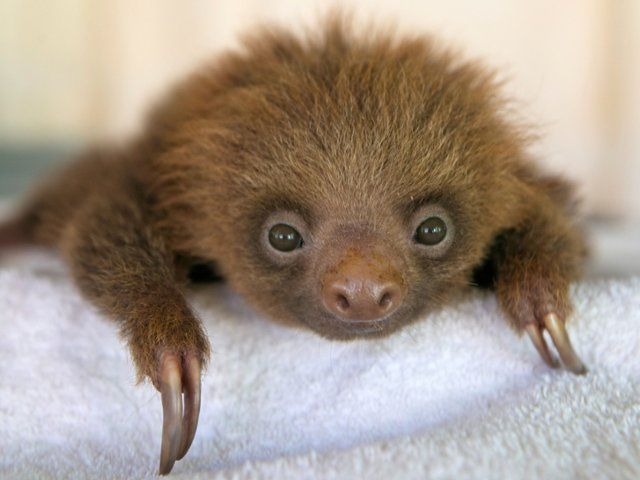 sloth baby two toed.jpg