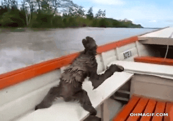 Sloth Riding in Boat.gif
