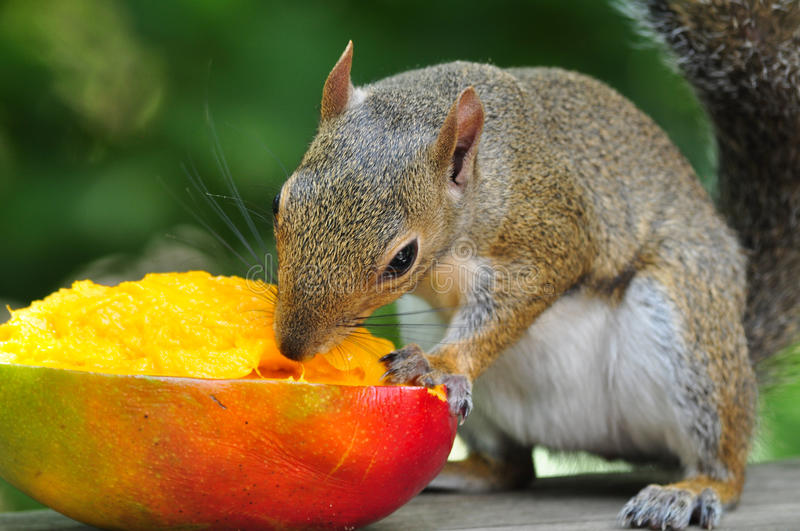 squirrel-eating-mango-gray-having-as-healthy-snack-33363672.jpg