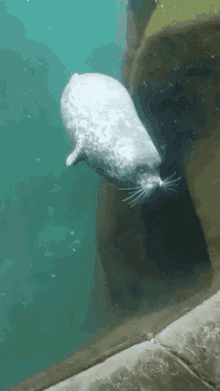teno.gif