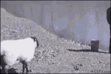 tenor.gif