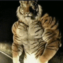 tiger-buff.gif