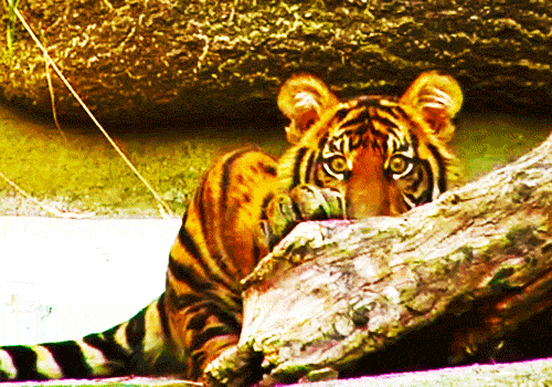 tiger ready to pounce.gif