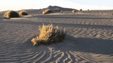tumbleweed-barren.gif