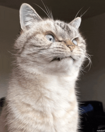 tumblr_ff187268aed4ee3c6bba77d2332aa59b_2bd9a1e3_400.gif
