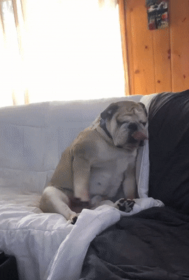 tumblr_puhw85LniH1toamj8o1_400.gif