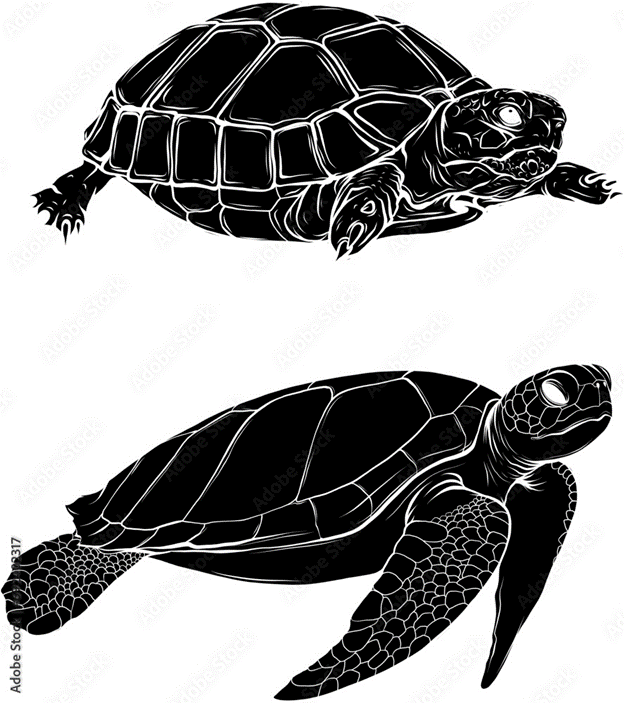turtles.png