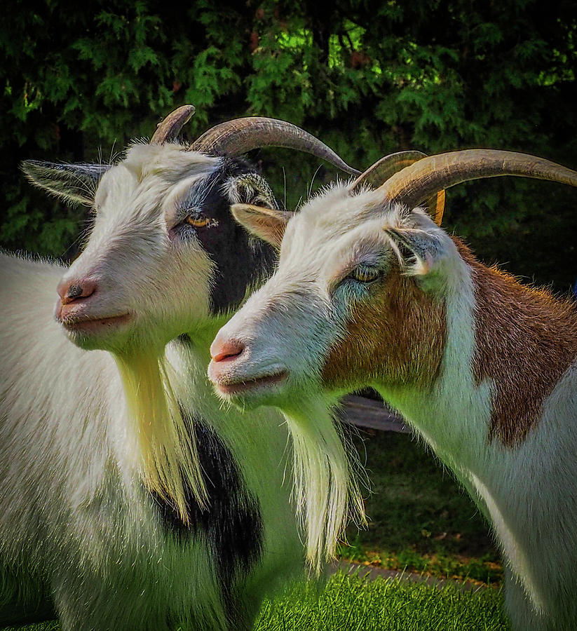 two-goats-648-james-richardson.jpeg