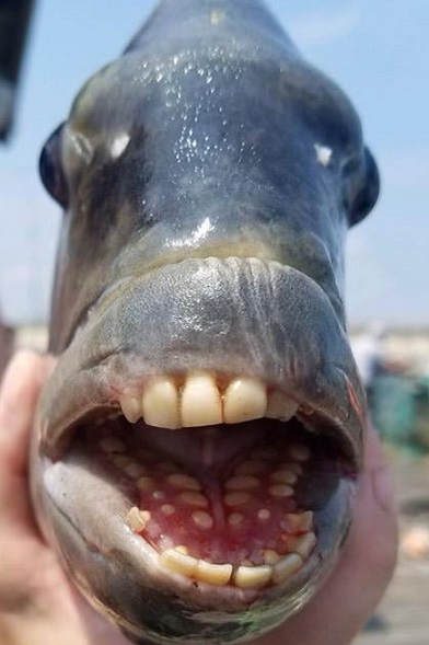 ugly3.jpg