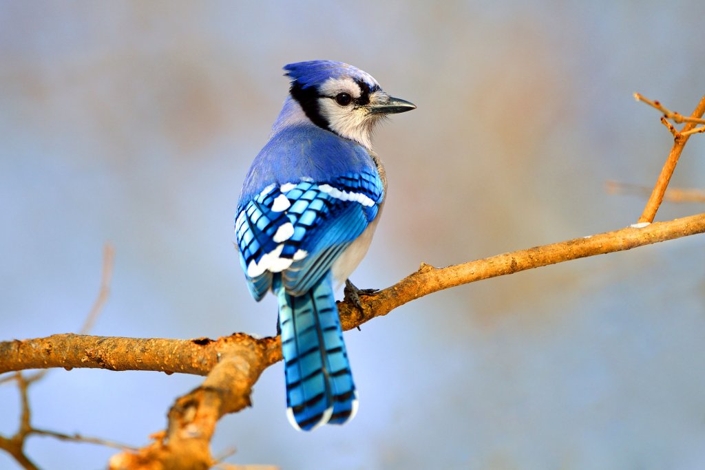 web_apa_2013_28342_232388_briankushner_blue_jay_kk_0.jpg