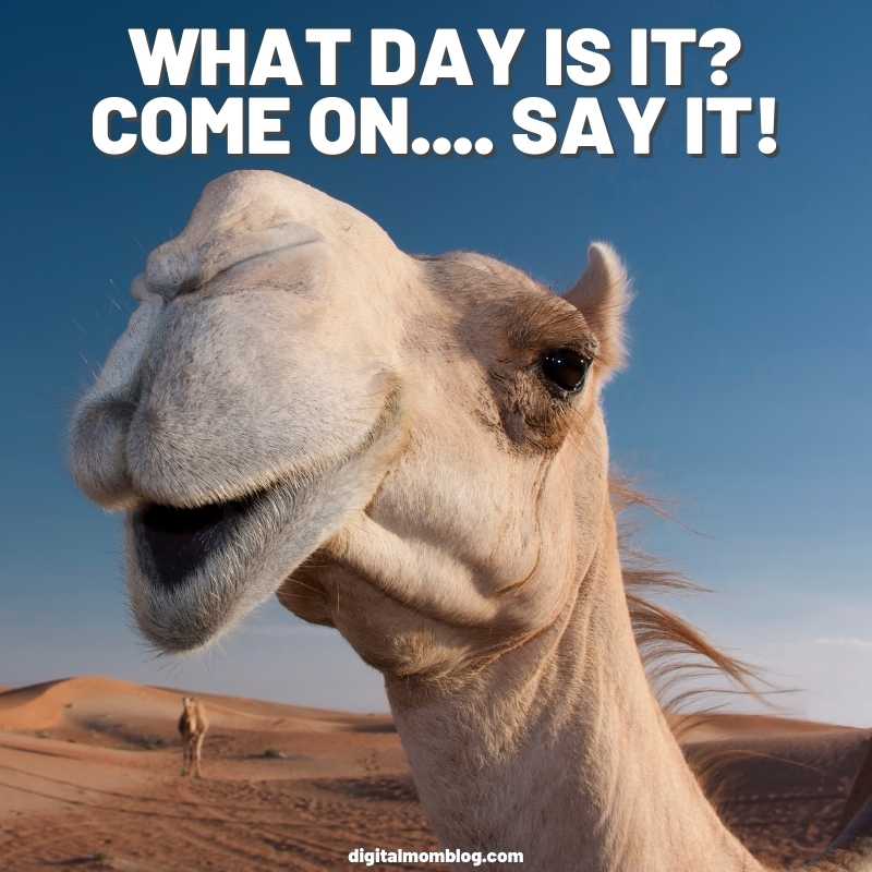 what-day-is-it-hump-day-meme.jpg