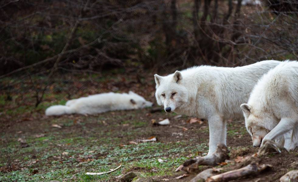 White Wolves.jpg