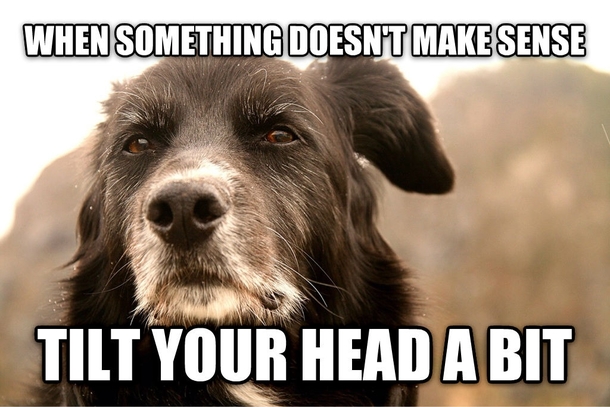 wise-old-dog-with-another-thought-162710.jpg
