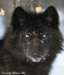 wolf.gif