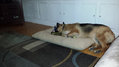 dog1.jpg