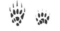 badger-track.jpg
