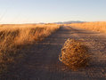 tumbleweed1.jpg