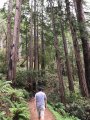Muir Woods.JPG
