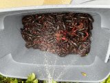 IMG_3847.jpeg