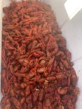 IMG_2560.jpeg