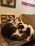 IMG_8561.jpeg