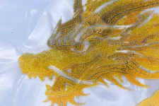MSK-dragon-plaque-2024-09.webp