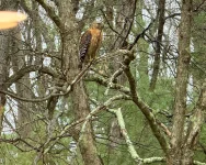 IMG_6242 copy1.webp
