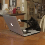 IMG_1439.gif
