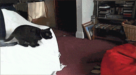 IMG_1450.gif